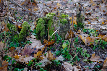 tree stump, moss and leaves
