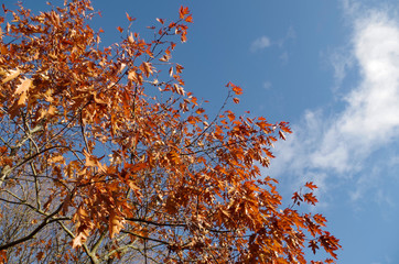 autumn leaves against blue sky