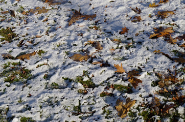 first snow on the lawn