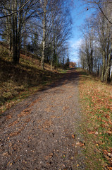 Obraz premium road in the park