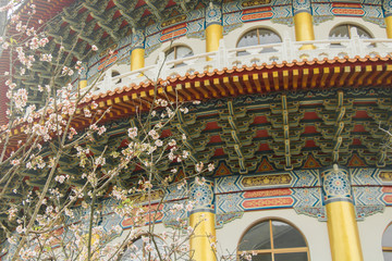 Cherry blossoms are in full bloom at Tianyuan temple, Taipei, Taiwan