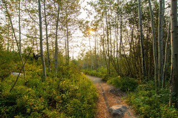 Fototapeta na wymiar Sunrise in Green Birch Forest Wooded Path