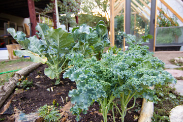 Macro Shot of Kale Plants Growing in Garden Bed