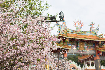Tamsui Palace, Tamsui Town, New Taipei City-Apr 15 ,2019:  The crowd of tourists with sightseeing view of sakura cherry blossom  in Tianyuan Palace.