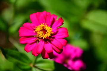 pink flower in the garden