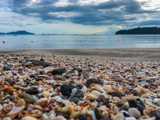 Beautiful shells in the beach making patterns 