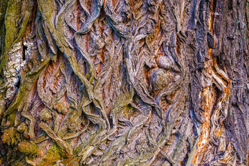 Natural texture and pattern of the bark of an old tree