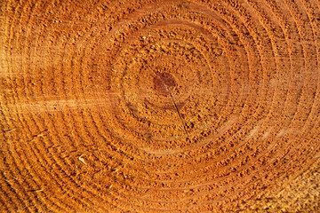 Wood texture, woodcut circular section with annual rings ,natural background.