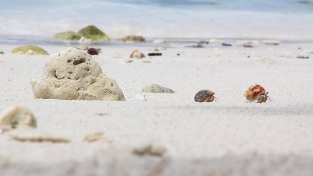 Kho lipe Beautiful big wild beach. The best beach in the thailand. Wildlife Island. Isolated beach