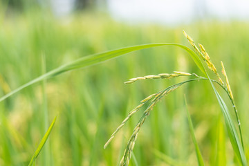 Close up of green and yellow ear of rice in paddy rice field with blurred background in Thailand.