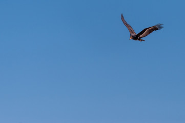 A White-headed vulture -Trigonoceps occipitalis- circling over Etosha National Park, Namibia.