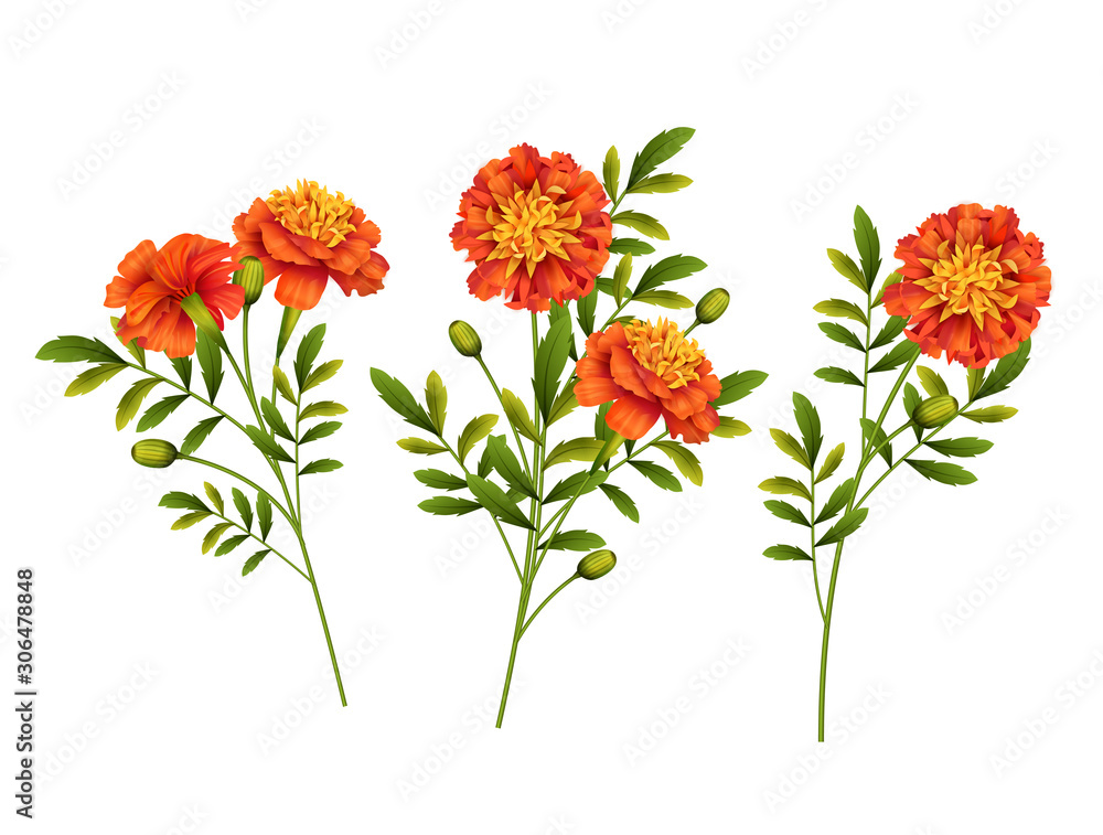 Poster marigold flowers vector