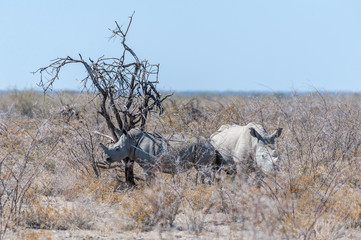 Two out of a group of four white Rhinoceros -Ceratotherium simum- standing on a barren plain in Etosha National Park, Namibia.