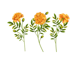 Marigold Flowers Vector - 306478833