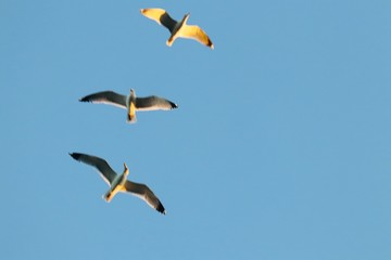 seagulls flying in the blue sky