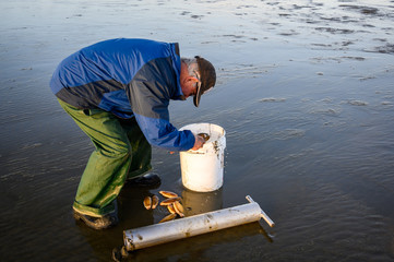 Senior man picking up freshly rinsed off razor clams to put back in bucket, Ocean Shores,...