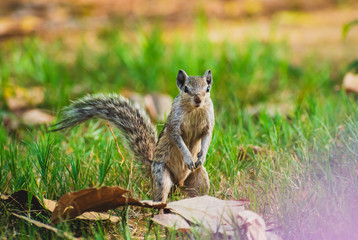 Close up of an indian squirrel standing up on its hind legs to watch out for attacks from predators.