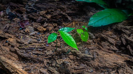 The green tree stand on the ground.
