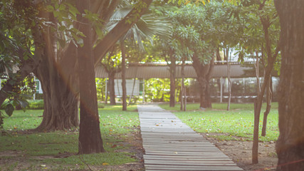 Walking path under big trees.