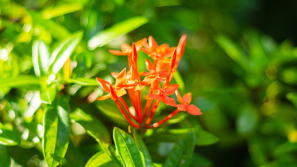 spike flower with the leaves.