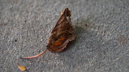 A brown leaf lay down on the floor.