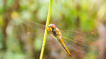 A Dragonfly catch a tree.