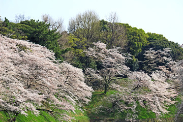 A view of Tokyo's Chidorigafuchi with cherry blossoms