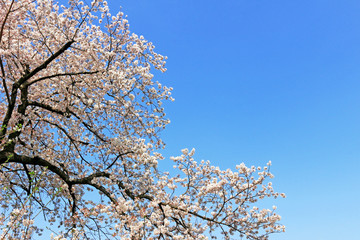 Cherry blossoms blooming in spring in Japan