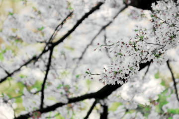 Cherry blossoms blooming in spring in Japan