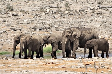 Fototapeta premium Elephant family is bathing, drinking and having fun at etosha nationalpark, Namibia