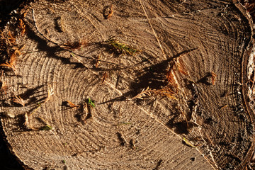 Wood texture, woodcut circular section with annual rings , natural background.