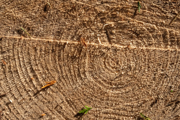 Fototapeta premium Wood texture, woodcut circular section with annual rings , natural background.