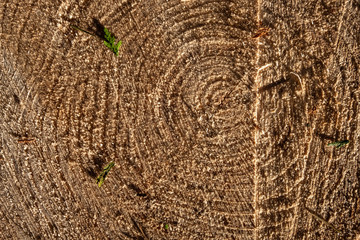 Wood texture, woodcut circular section with annual rings , natural background.