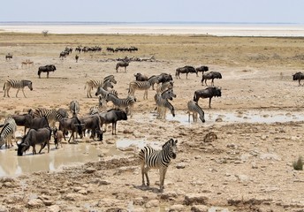 Fototapeta na wymiar Herd of Zebras and Black Wildebeests standing at waterhole in Etosha Nationalpark, Namibia, Africa