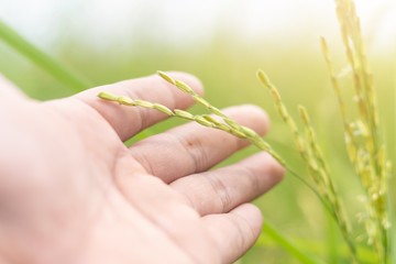 Hand holding fresh yellow green rice with nature green rice field background.