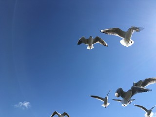 カモメ　Seagull