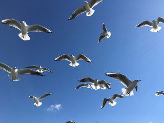 カモメ　Seagull
