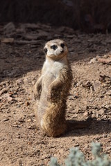 Suricata