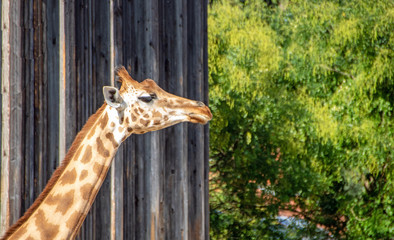 giraffes
