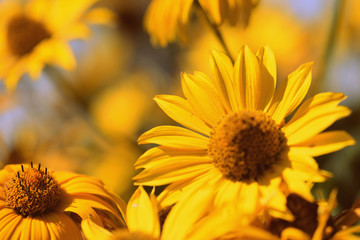 Yellow Rudbeckia flowers on a sunny day close-up. Retro style toned