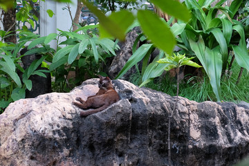 Cute black kitty resting on a stone in a tropical garden.