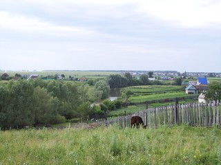 hors in a field