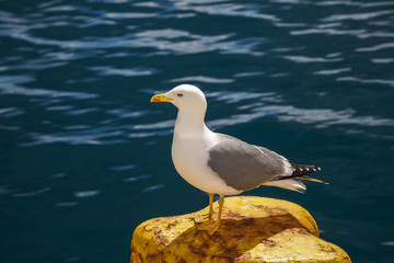 Seagull on bollard. Isolated.