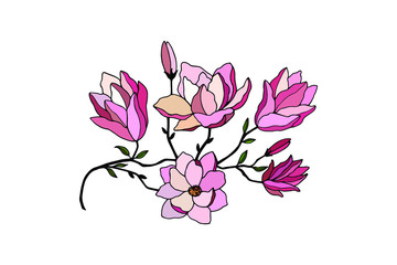 magnolia flowers, buds, leaves on a branch. eps10 vector illustration. hand drawing