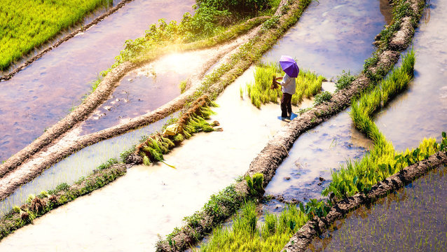 Harvesting Rice at Terraces of Ifugao