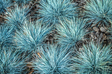 Festuca glauca blue bunting is a decorative grass. Botanical photo. - 306484424
