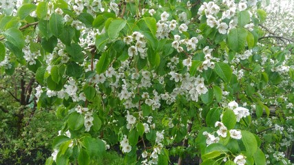 white flowers in the garden
