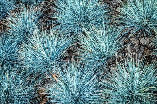 Festuca glauca blue bunting is a decorative grass. Botanical photo.