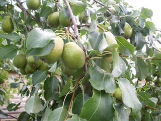 pears on tree