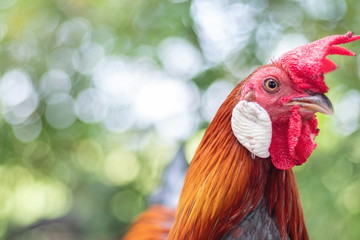 Close up beautiful colors of Red jungle fowl (Gallus gallus,Wild Chickens) with bokeh blurred...